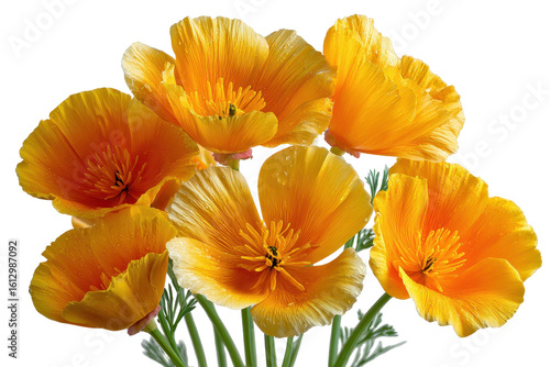 Vibrant Orange California Poppies Closeup Bouquet Dark Background, isolated on a transparent background