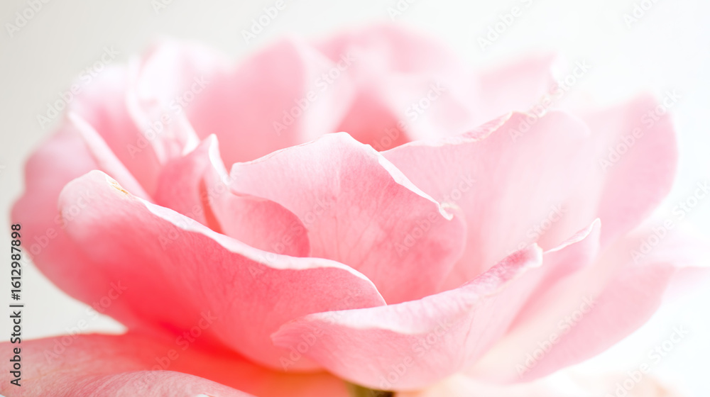 Obraz premium Pink rose in full bloom against a white background, delicate petals, soft gradient hues.
