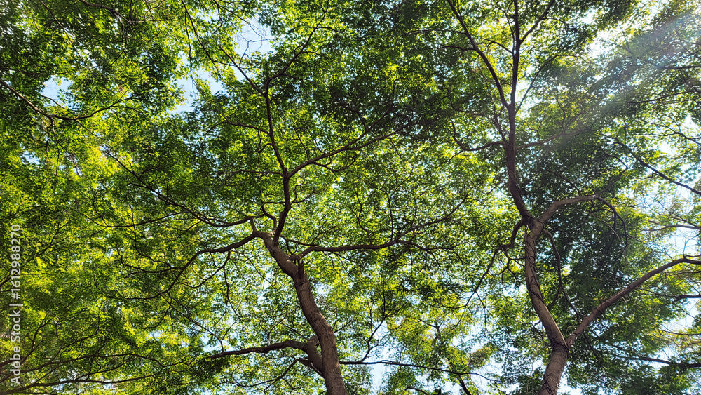 Fototapeta premium 日本の夏、イロハモミジ／Japanese summer, Japanese maple／일본 여름, 일로 하모미지