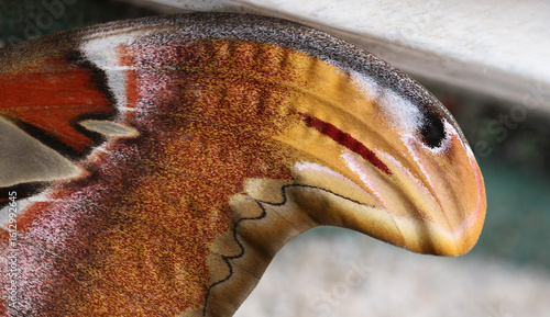 Atlasspinner - Atlas moth