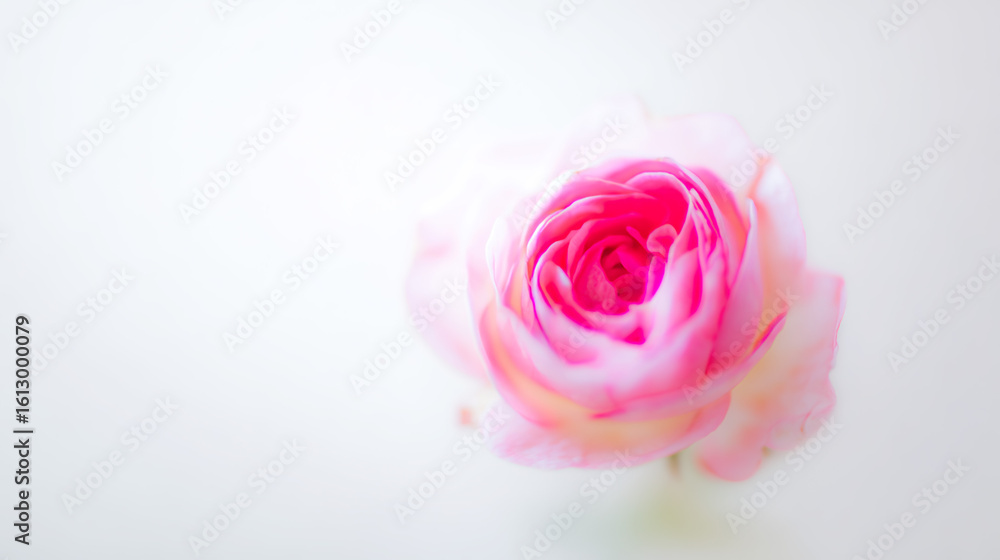 Fototapeta premium Pink rose in full bloom against a white background, delicate petals, soft gradient hues.