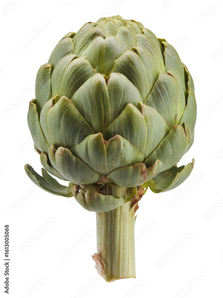 Fototapeta premium artichoke on white background. close up.