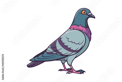 A detailed illustration of a common city pigeon with blue gray feathers and pink neck markings isolated on white background silhouette