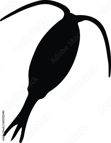 Silhouette copepod nauplius larva black aquatic zooplankton vector illustrator
