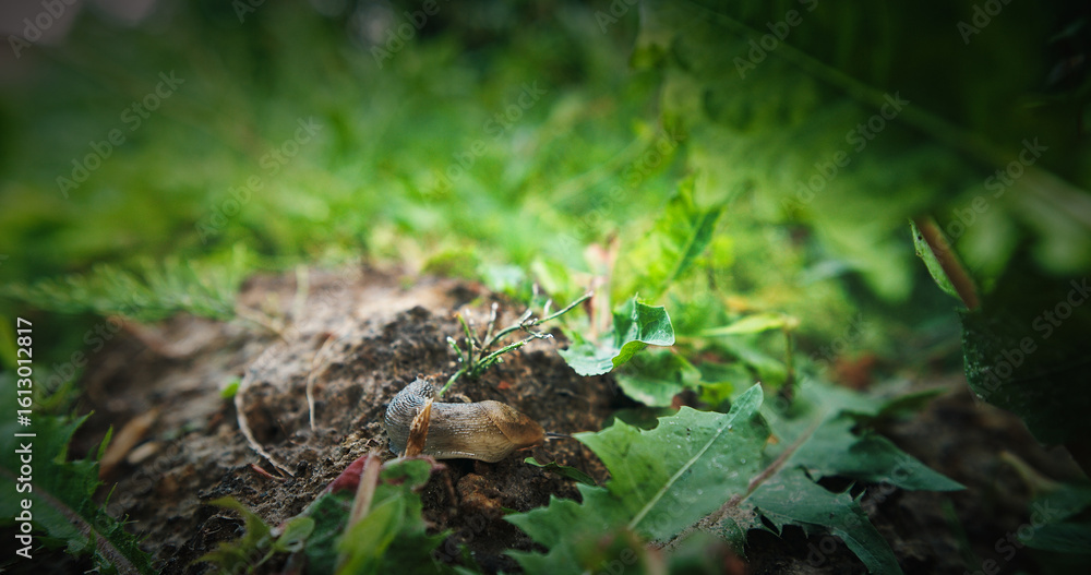Fototapeta premium Deroceras agreste is a species of air-breathing land slug in the family Agriolimacidae. Its common names include field slug, grey field slug, milky slug, and northern field slug. Deroceras agreste on