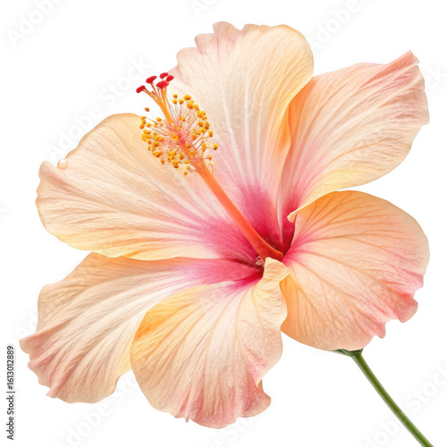 Peach hibiscus flower isolated on transparent background