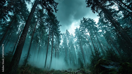Misty Forest: Mysterious and Deep Natural Landscape