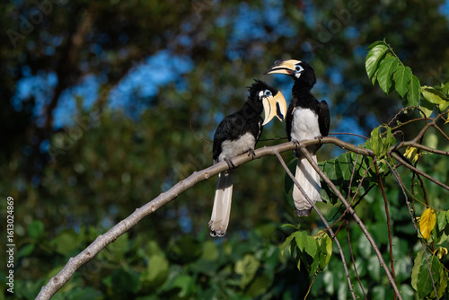 A pair of Oriental Pied Hornbills (Anthracoceros albirostris) captured in a natural forest setting, perched gracefully on a tree branch.