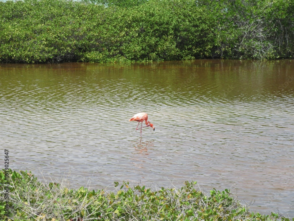 Fototapeta premium Pink Flamingo Foraging in Shallows 