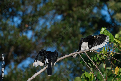 A pair of Oriental Pied Hornbills (Anthracoceros albirostris) captured in a natural forest setting, perched gracefully on a tree branch.