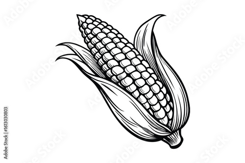 Detailed hand drawn sketch of a ripe ear of corn with husks in a silhouette style isolated on white background
