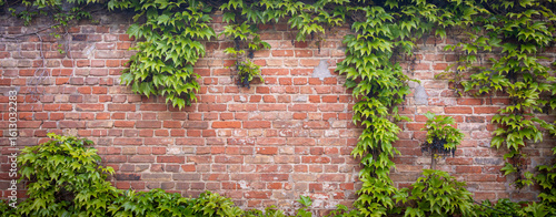Foto Ivy brick wall texture background