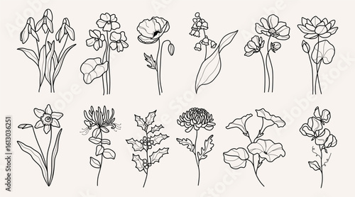 Line art flowers collection. Botanical illustration