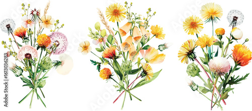 Blowball bouquet wild flowers dandelion flowers Watercolor illustration Botanical collection of garden plants. Set different wild flowers, branches, herbs and leaves for bouquets