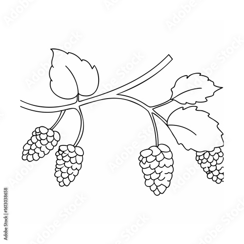 Hops branch with leaves and cones plant