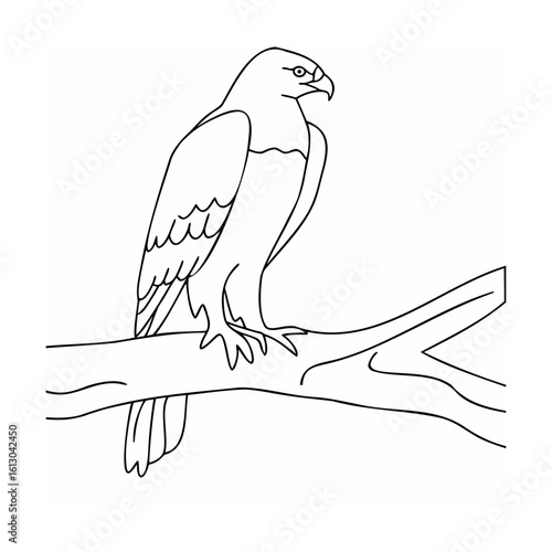 Majestic raptor perched on branch eagle bird
