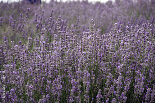 Close-up of a stunning field filled with vibrant Lavandula angustifolia flowers in full bloom.