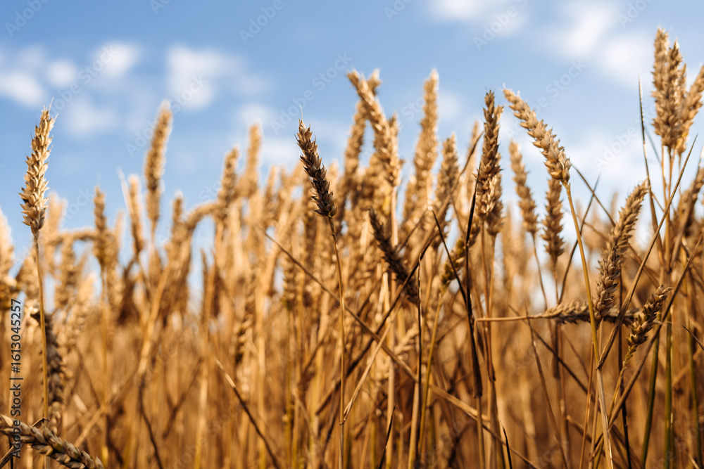 Fototapeta premium Golden wheat field swaying under blue sky on sunny day