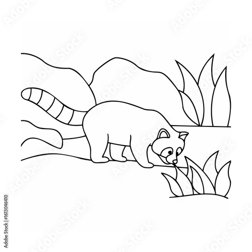 Raccoon exploring grass and rocks animal wildlife
