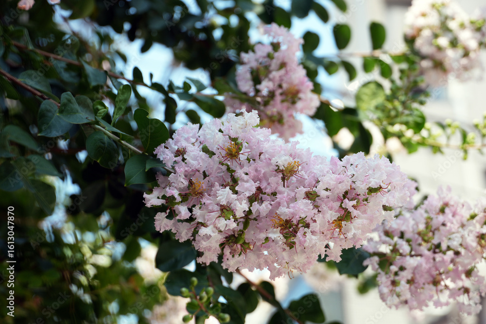 A close-up captures the soft beauty of pink Lagerstroemia speciosa crepe myrtle blossoms in full bloom. A close-up captures the soft beauty of pink Lagerstroemia speciosa crepe myrtle blossoms in full bloom.