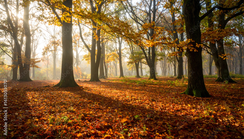Fototapeta premium Autumn forest sunlight shadows