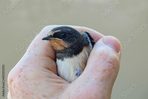 Eine junge Schwalbe in einer Hand.