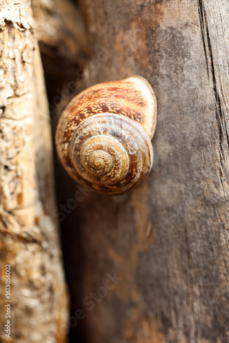 Eine Schnecke an einem Baum.