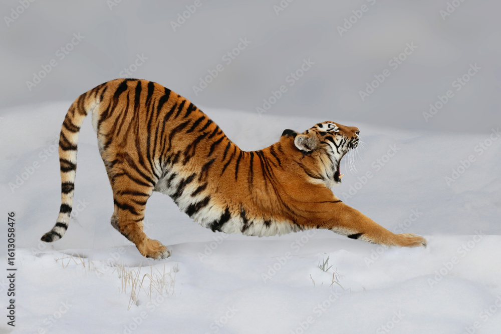 Obraz premium Sibirische Tiger (Panthera tigris altaica), auch Amurtiger im Schnee 