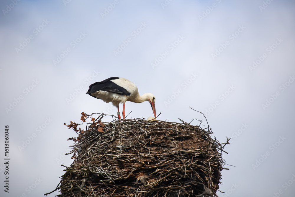 Fototapeta premium Ein Storch f√ºttert M√§use seinen Jungen.