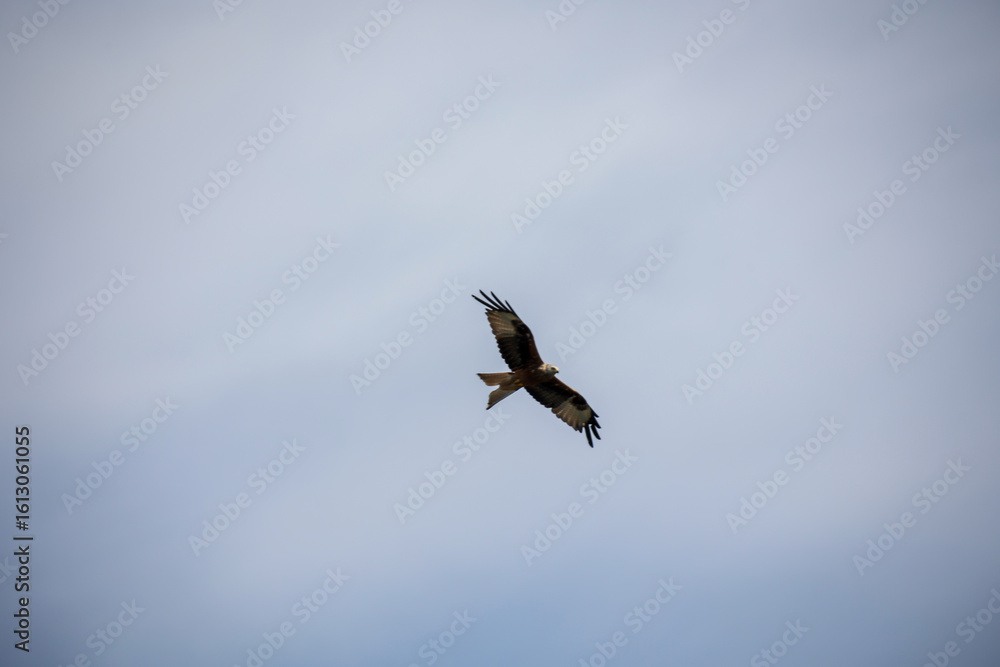 Obraz premium Am Himmel ein Rotmilan. 