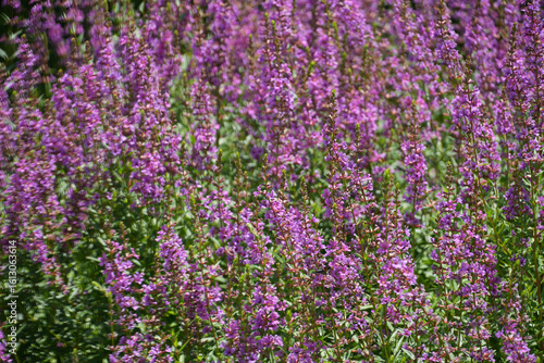 A stunning field of purple Lythrum virgatum flowers in full bloom, captured in natural light.