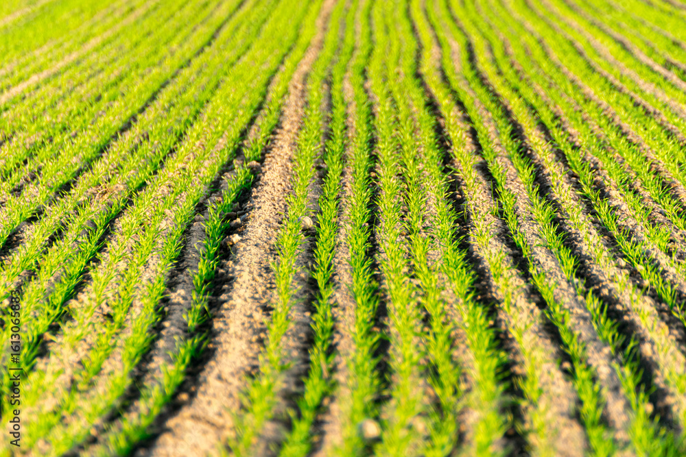 A Lush Green Field of a Young Cereal Crop. Concept The vibrant energy of new plants. A Lush Green Field of a Young Cereal Crop. Concept The vibrant energy of new plants.
