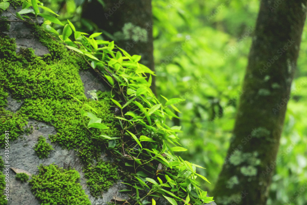 Fototapeta premium moss on the tree