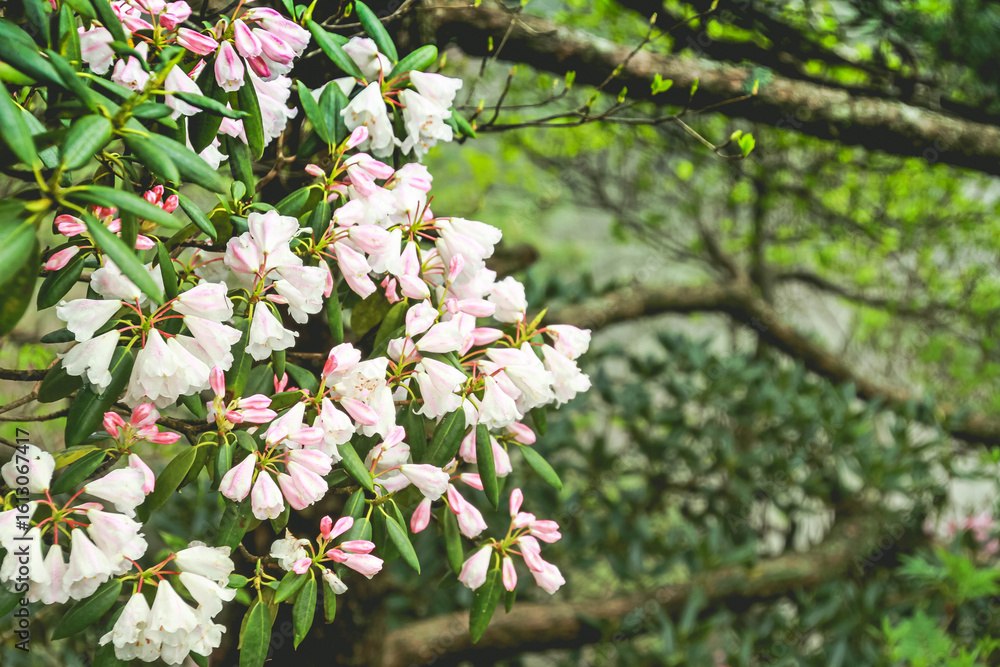 Fototapeta premium pink cherry blossom