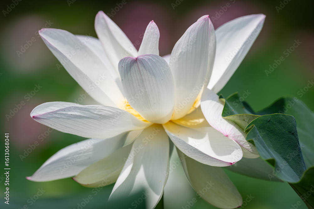 Fototapeta premium Close-up of White Lotus Flower in Full Bloom 클로즈업으로 찍은 만개한 흰 연꽃