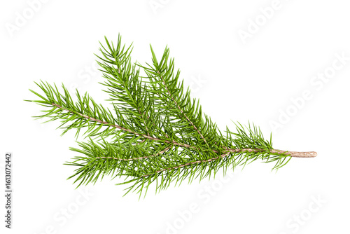 branch of a christmas pine isolated on white