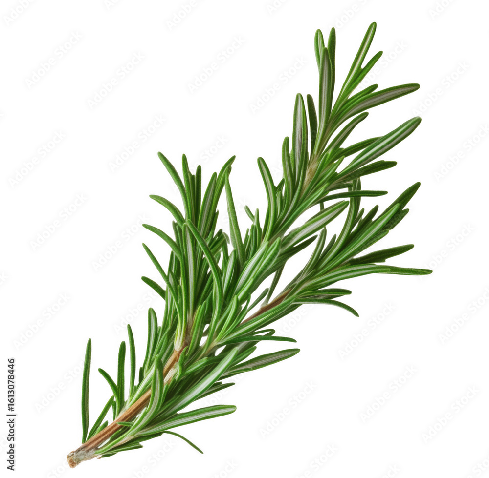 Fototapeta premium Fresh rosemary sprig with green leaves isolated on transparent background for culinary purposes