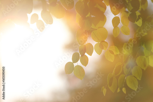 The morning sunlight shining brightly through the trees in the forest, the green leaves, a beautiful natural background for comfortable relaxation and healing.
