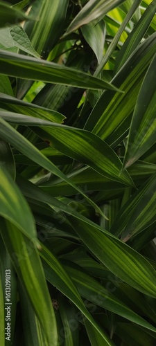 green leaves of a plant