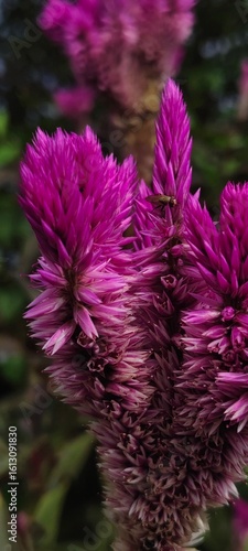 bee on pink flower