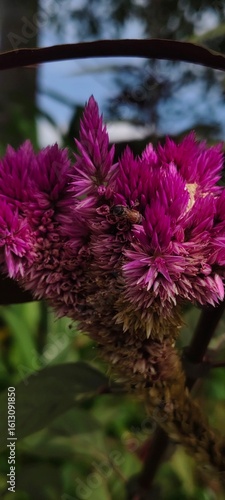 pink flowers in the garden