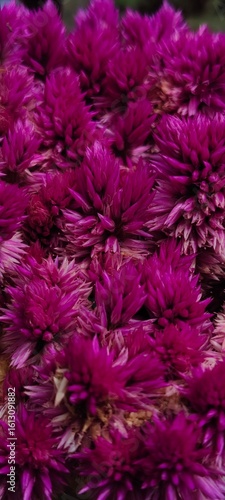 pink and purple feathers