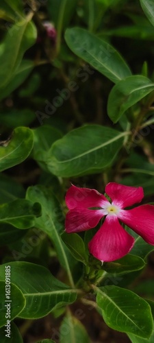 red flower in the garden