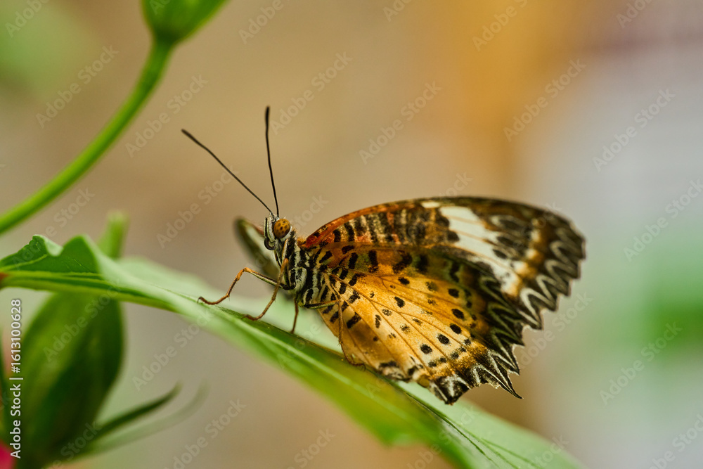 Obraz premium Leopard Lacewing butterfly on leaf
