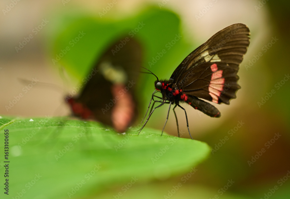 Obraz premium Pink Cattleheart butterflies on leaf