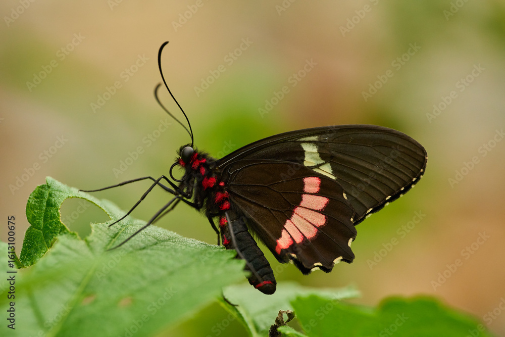 Fototapeta premium Pink Cattleheart butterfly on leaf