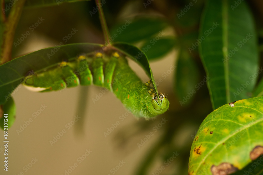 Fototapeta premium Swallowtail caterpillars on citrus leaves