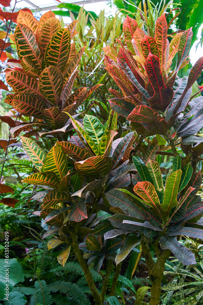 Obraz premium Croton foliage in tropical garden