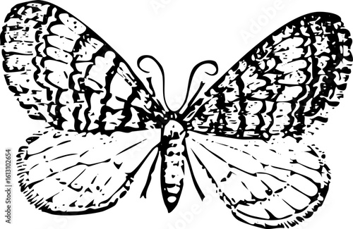 Vintage Butterfly Illustration