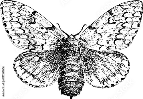 Vintage Moth Illustration